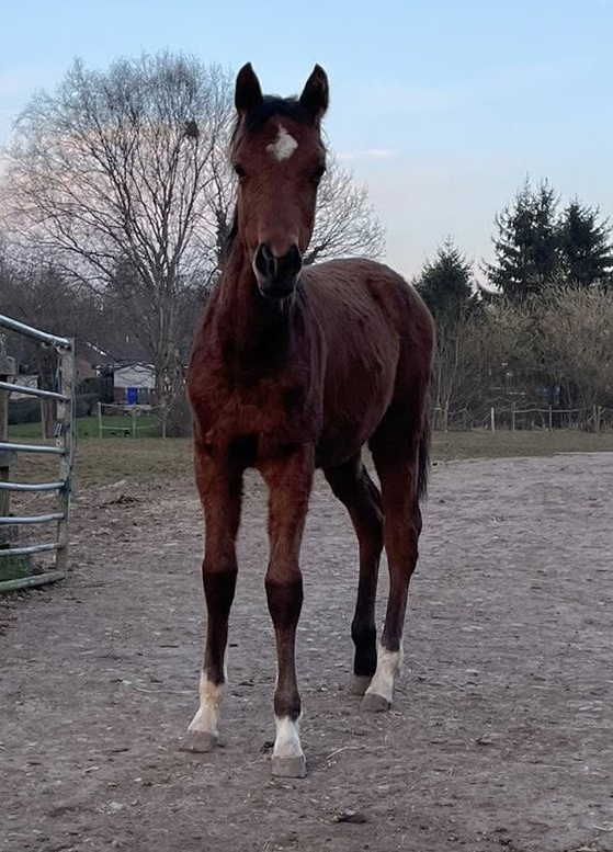 Striking TB x Arabian filly with presence – bold, unspoilt and for an experienced home